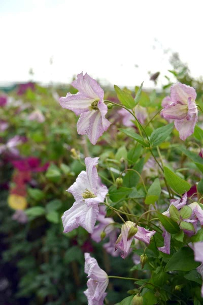 Clematis Little Nell