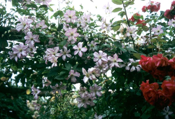 Clematis Little Nell