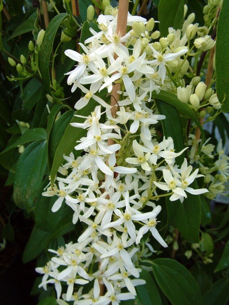 Clematis Little White Charm