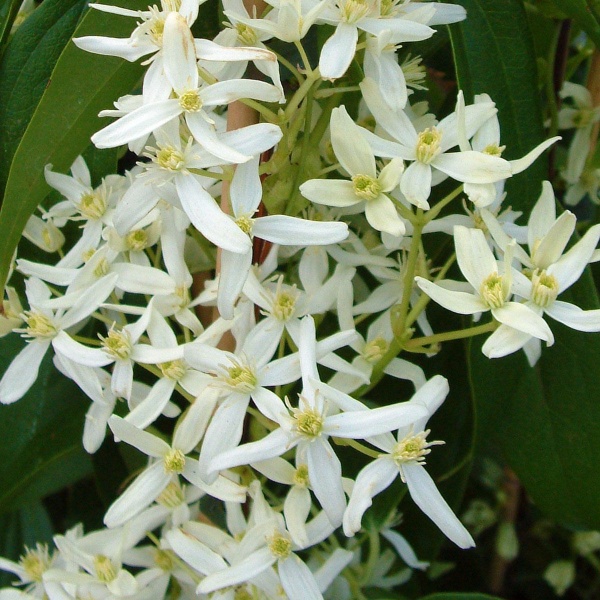 Clematis Little White Charm