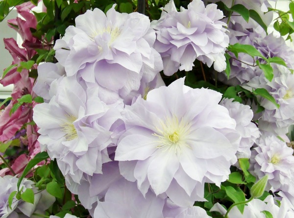Clematis Louise Rowe