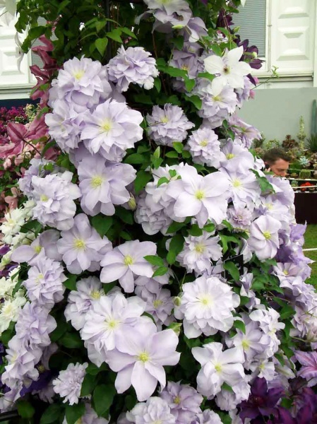 Clematis Louise Rowe