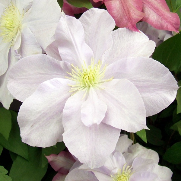 Clematis Louise Rowe