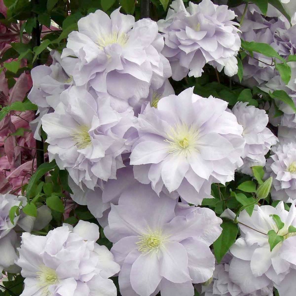 Clematis Louise Rowe