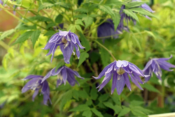 Clematis macropetala