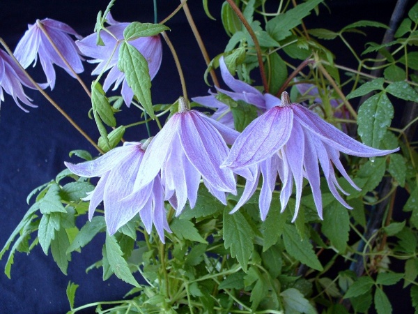 Clematis macropetala