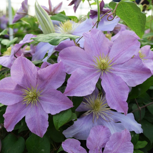Clematis Madame Baron-Veillard