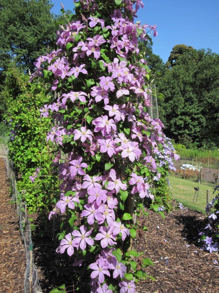 Clematis Madame Baron-Veillard