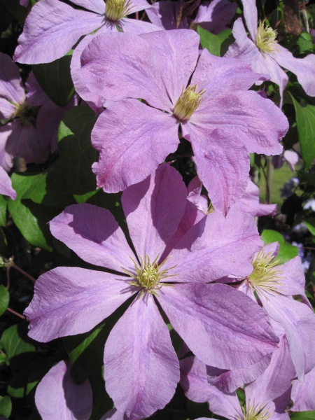 Clematis Madame Baron-Veillard