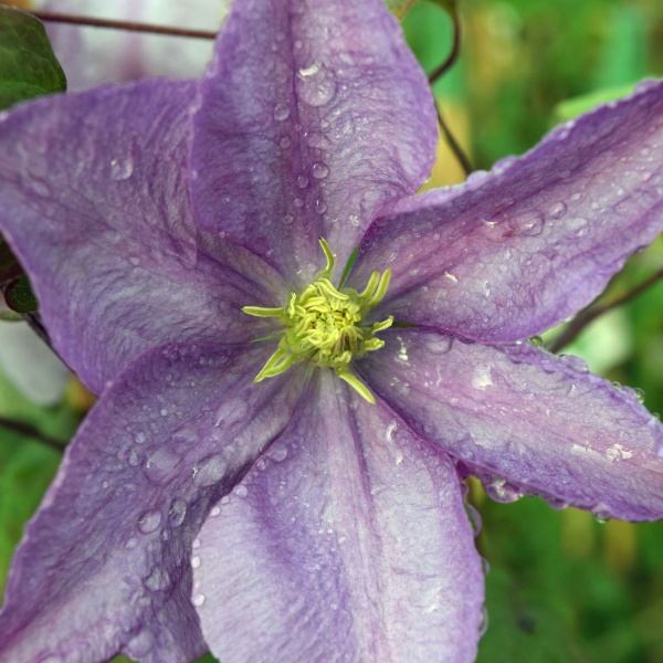 Clematis Madame Baron-Veillard