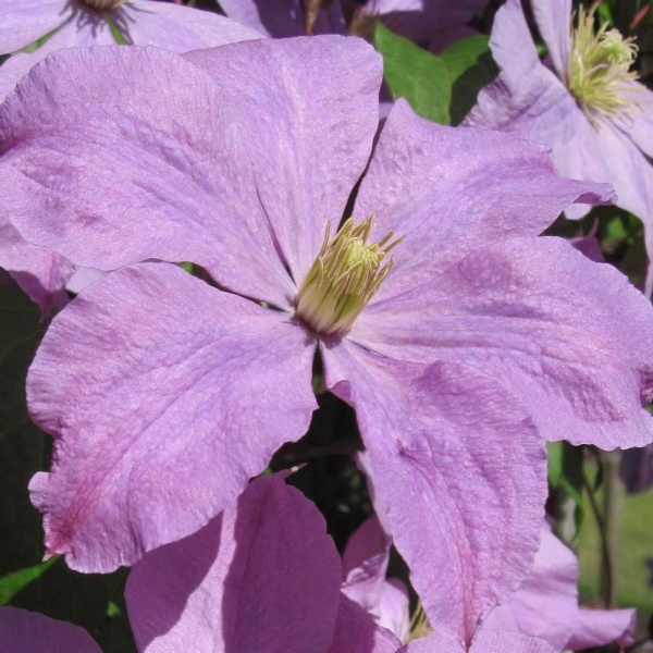 Clematis Madame Baron-Veillard