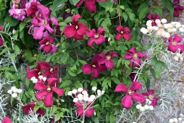 Clematis Madame Julia Correvon