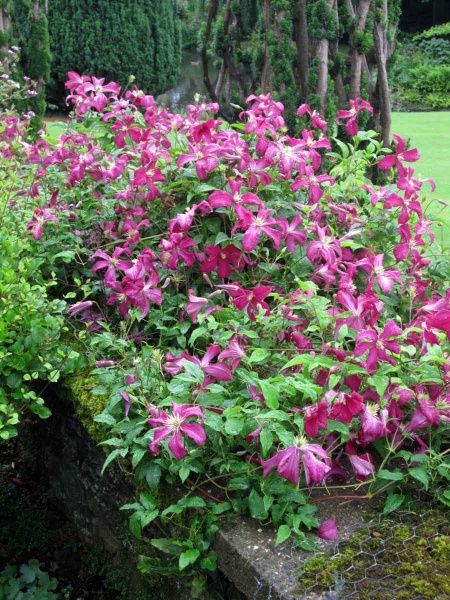 Clematis Madame Julia Correvon