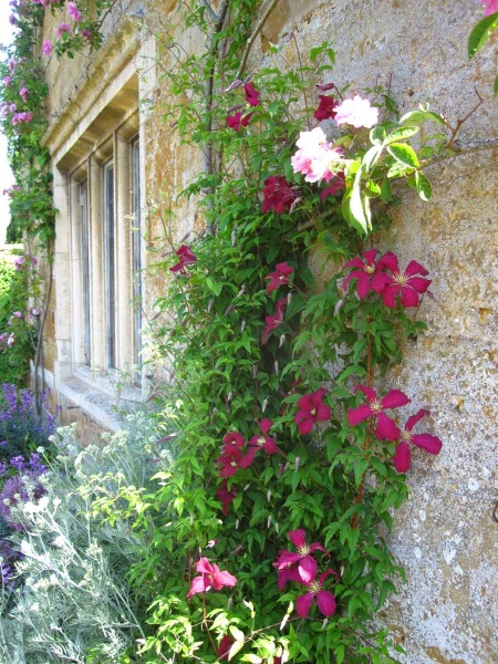 Clematis Madame Julia Correvon