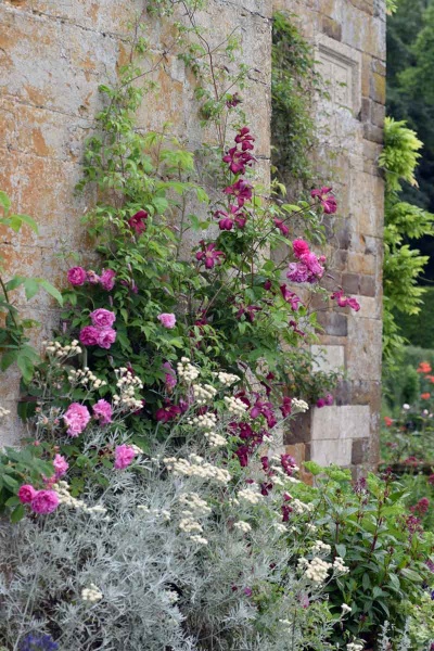 Clematis Madame Julia Correvon