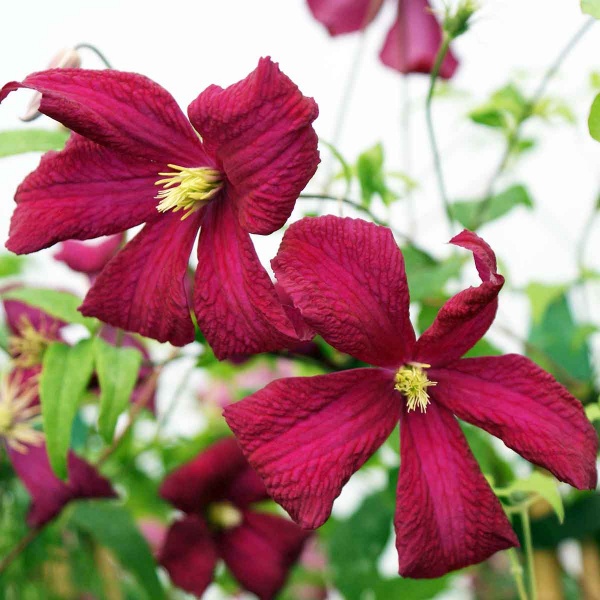 Clematis Madame Julia Correvon