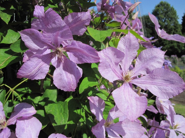 Clematis Margaret Hunt