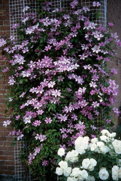 Clematis Margaret Hunt