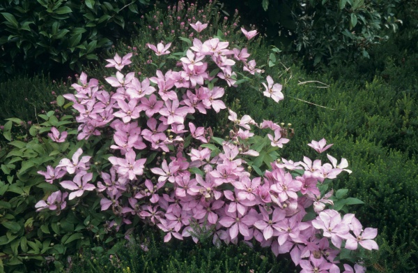 Clematis Margaret Hunt