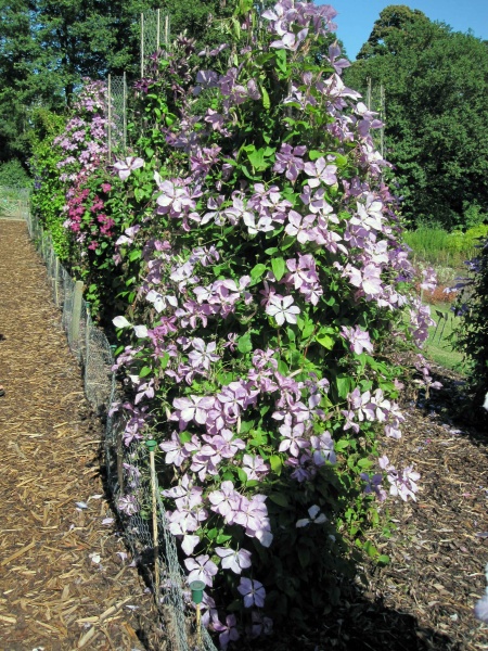 Clematis Margaret Hunt