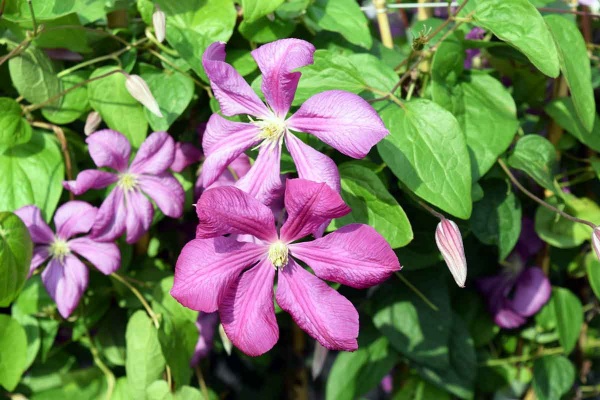 Clematis Margot Koster (M. Koster)