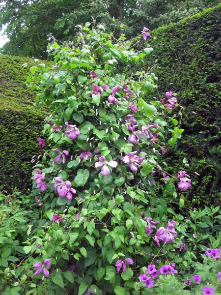 Clematis Margot Koster (M. Koster)