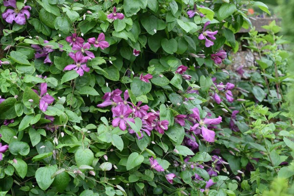 Clematis Margot Koster (M. Koster)