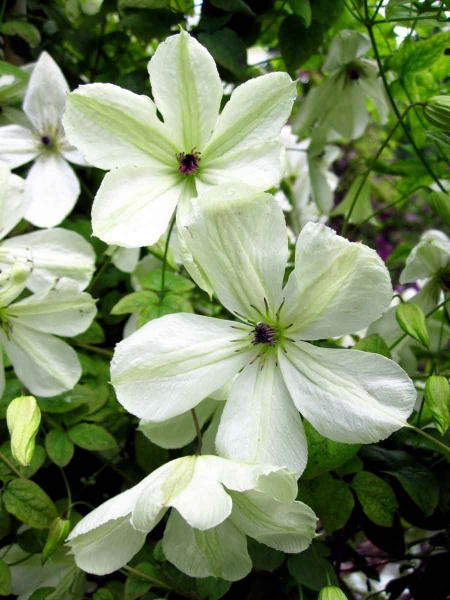 Clematis Maria Cornelia