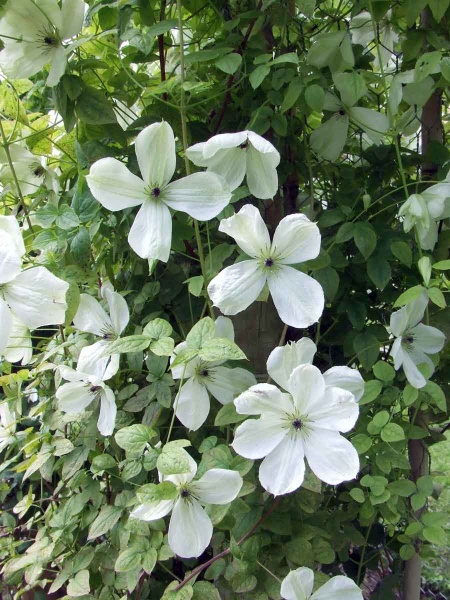 Clematis Maria Cornelia