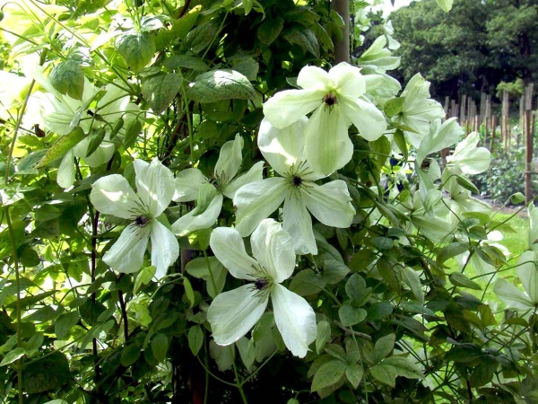 Clematis Maria Cornelia