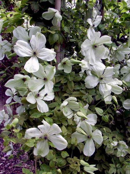 Clematis Maria Cornelia