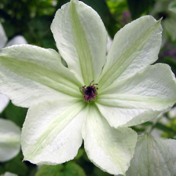 Clematis Maria Cornelia