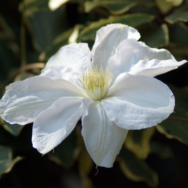 Clematis Marie Boisselot (Mme Le Coultre)