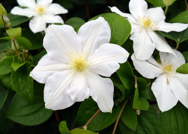 Clematis Marie Boisselot (Mme Le Coultre)