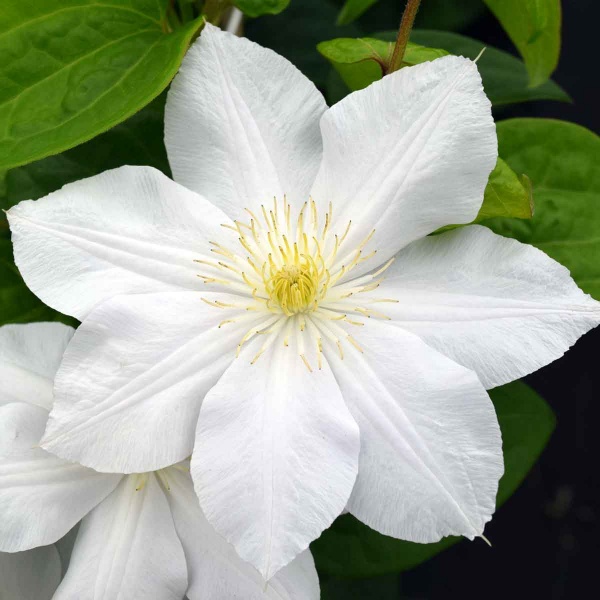Clematis Marie Boisselot (Mme Le Coultre)