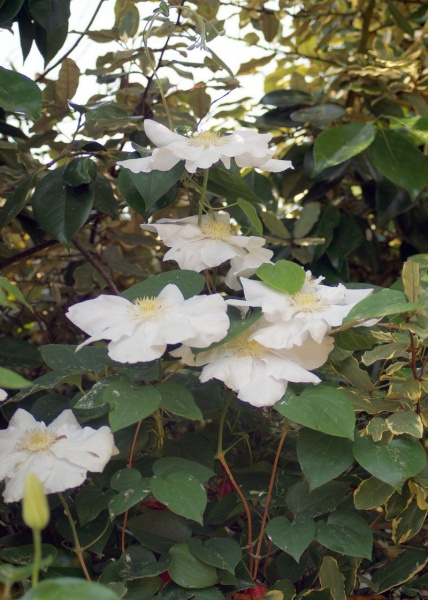 Clematis Marie Boisselot (Mme Le Coultre)