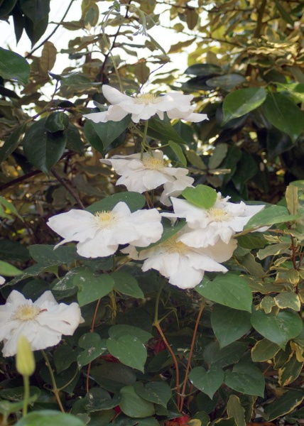 Clematis Marie Boisselot