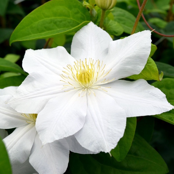 Clematis Marie Boisselot