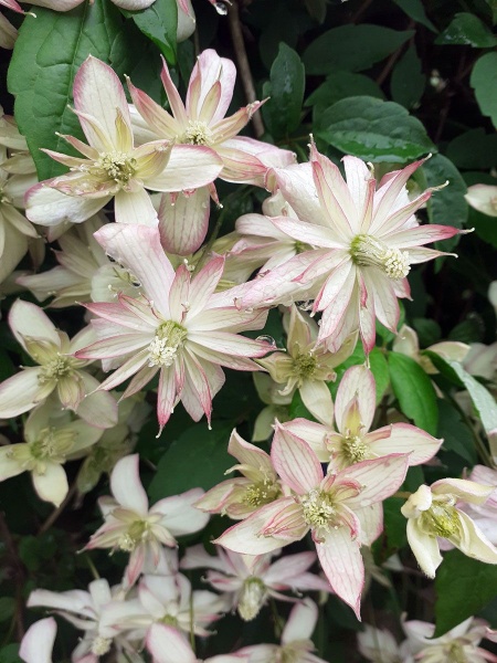 Clematis Marjorie