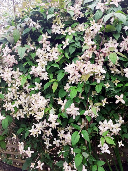 Clematis Marjorie