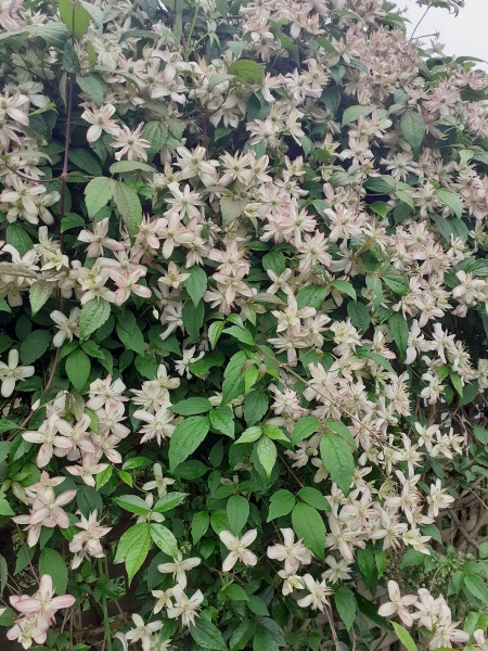 Clematis Marjorie