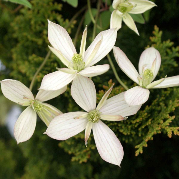 Clematis Marjorie