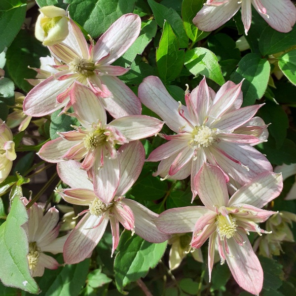 Clematis Marjorie