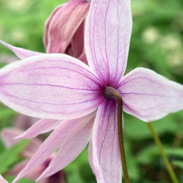 Clematis Markhams Pink