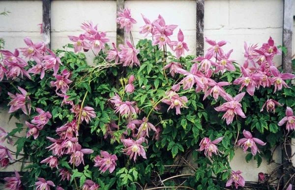 Clematis Markhams Pink