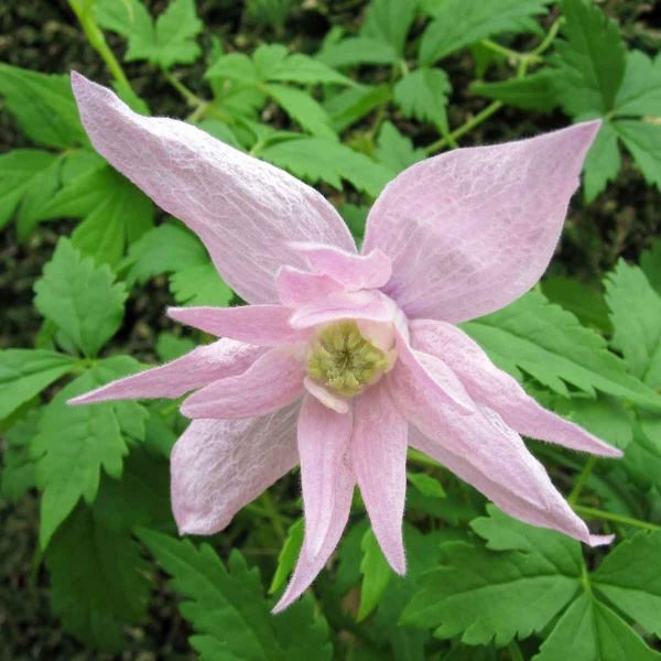 Clematis Markhams Pink