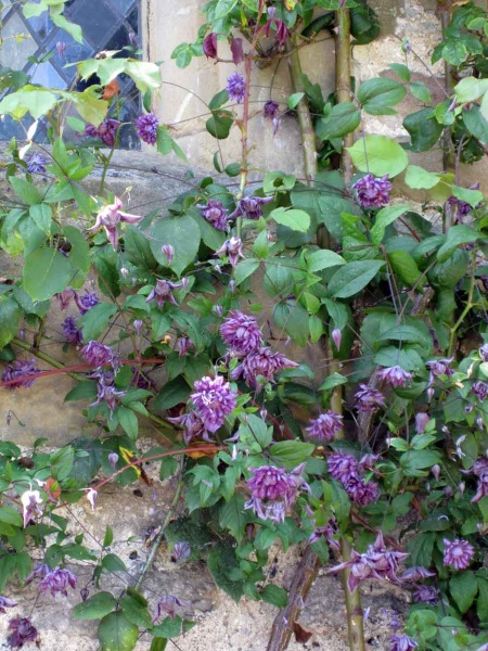 Clematis Mary Rose (viticella 'Flore Pleno')