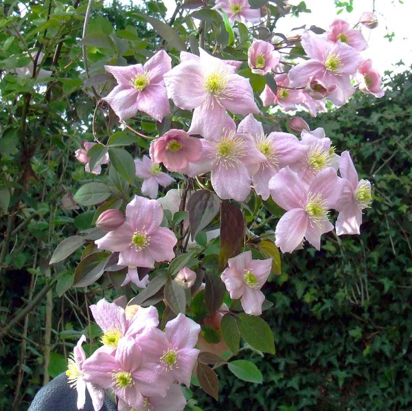 Clematis Mayleen