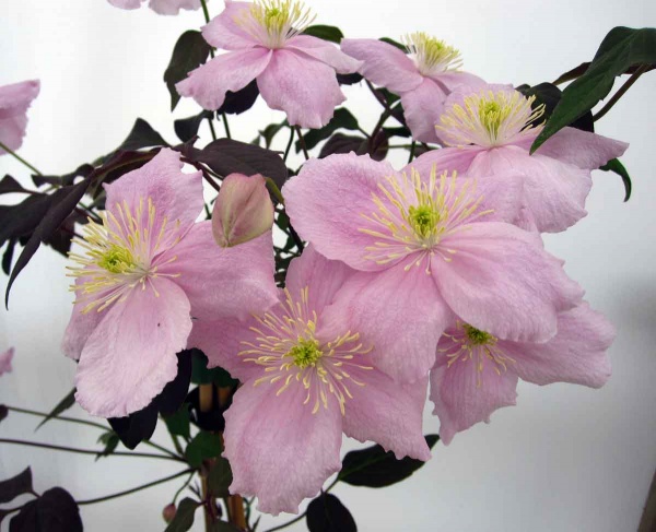 Clematis Mayleen