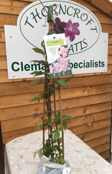 Clematis Mayleen